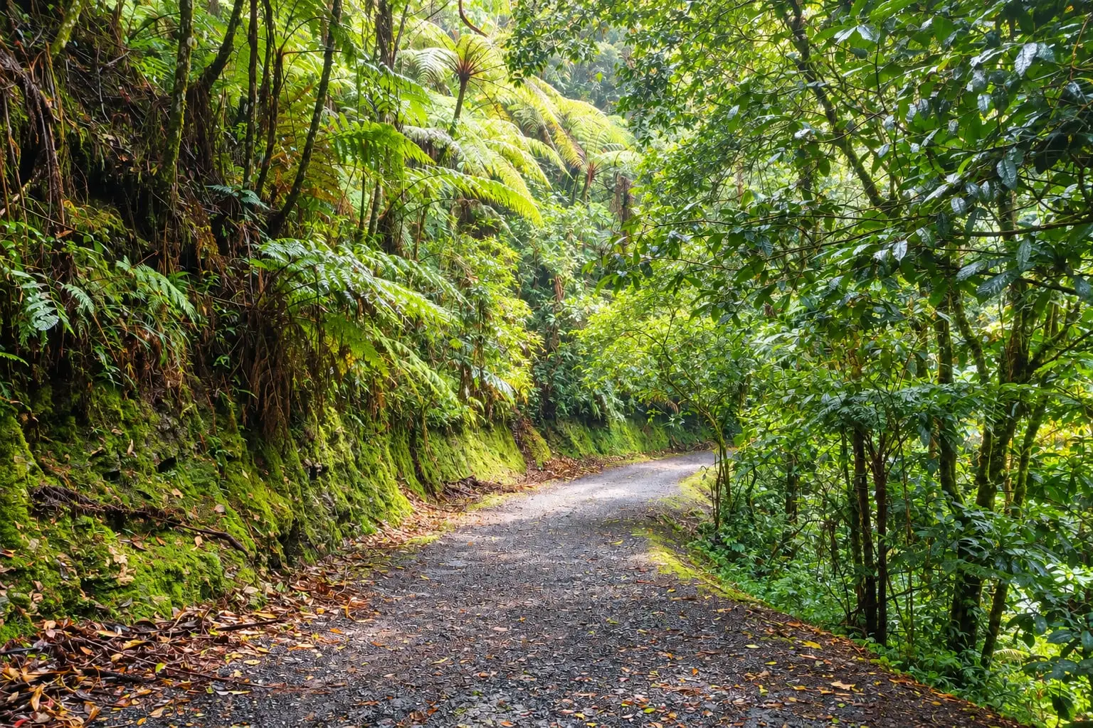 Sendero entre helechos en el Parque Ecológico La Romera, Sabaneta